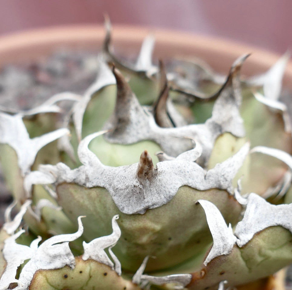 Agave titanota cv SAD (South Africa)