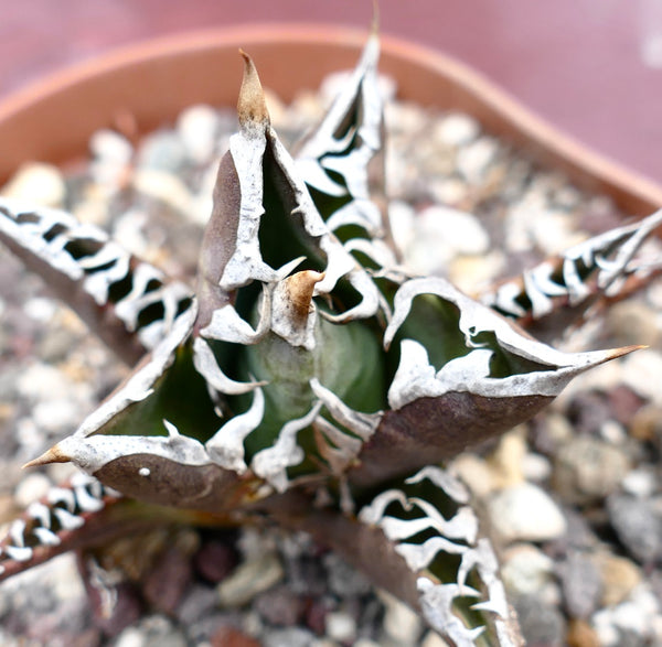 Agave titanota | Rare Selected Agave Titanota Clones | Buy Now