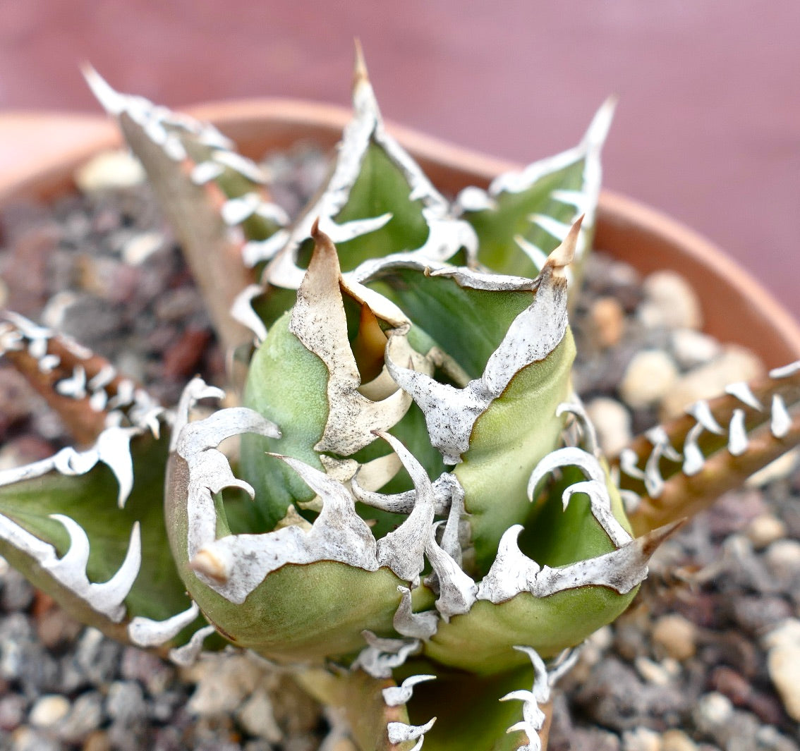 Agave titanota CV SHARK SHOUI x WATANABE (internal spines)