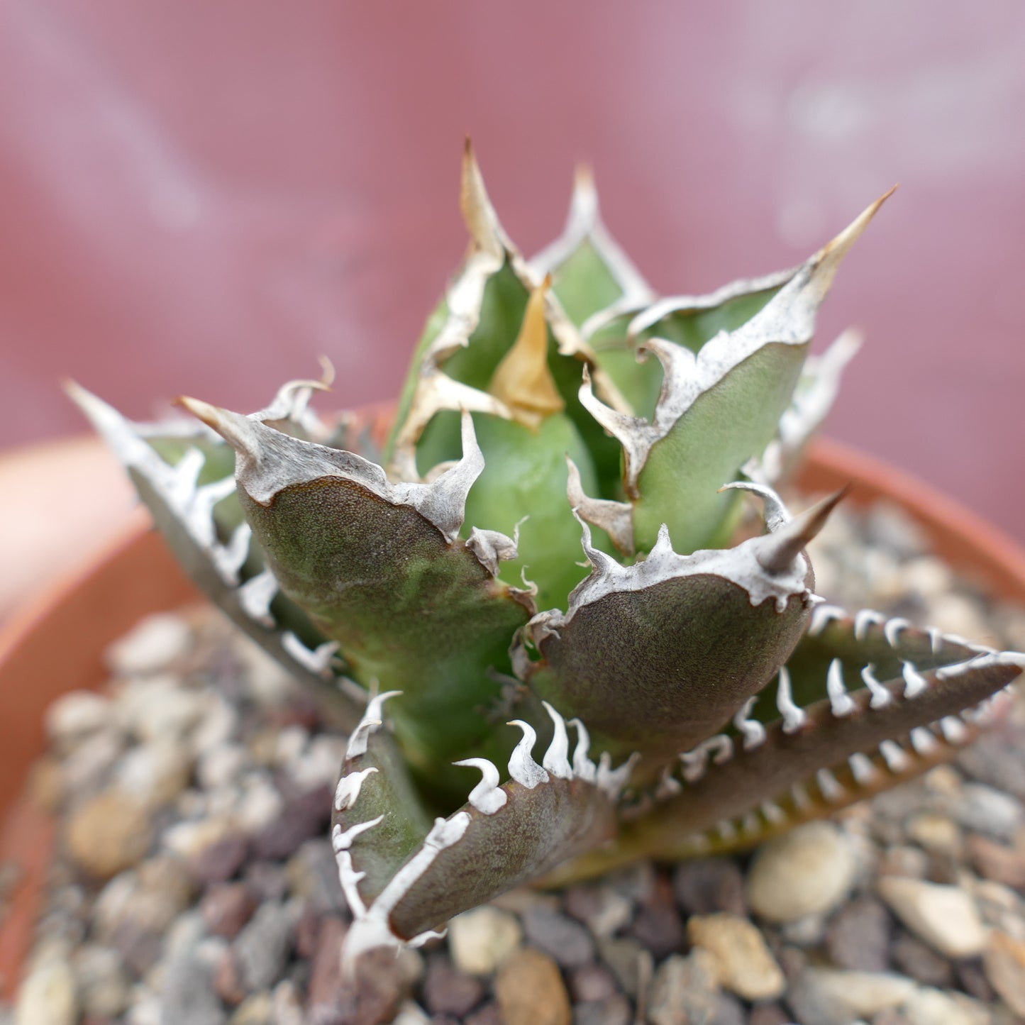 Agave titanota CV SHARK SHOUI x WATANABE (internal spines)