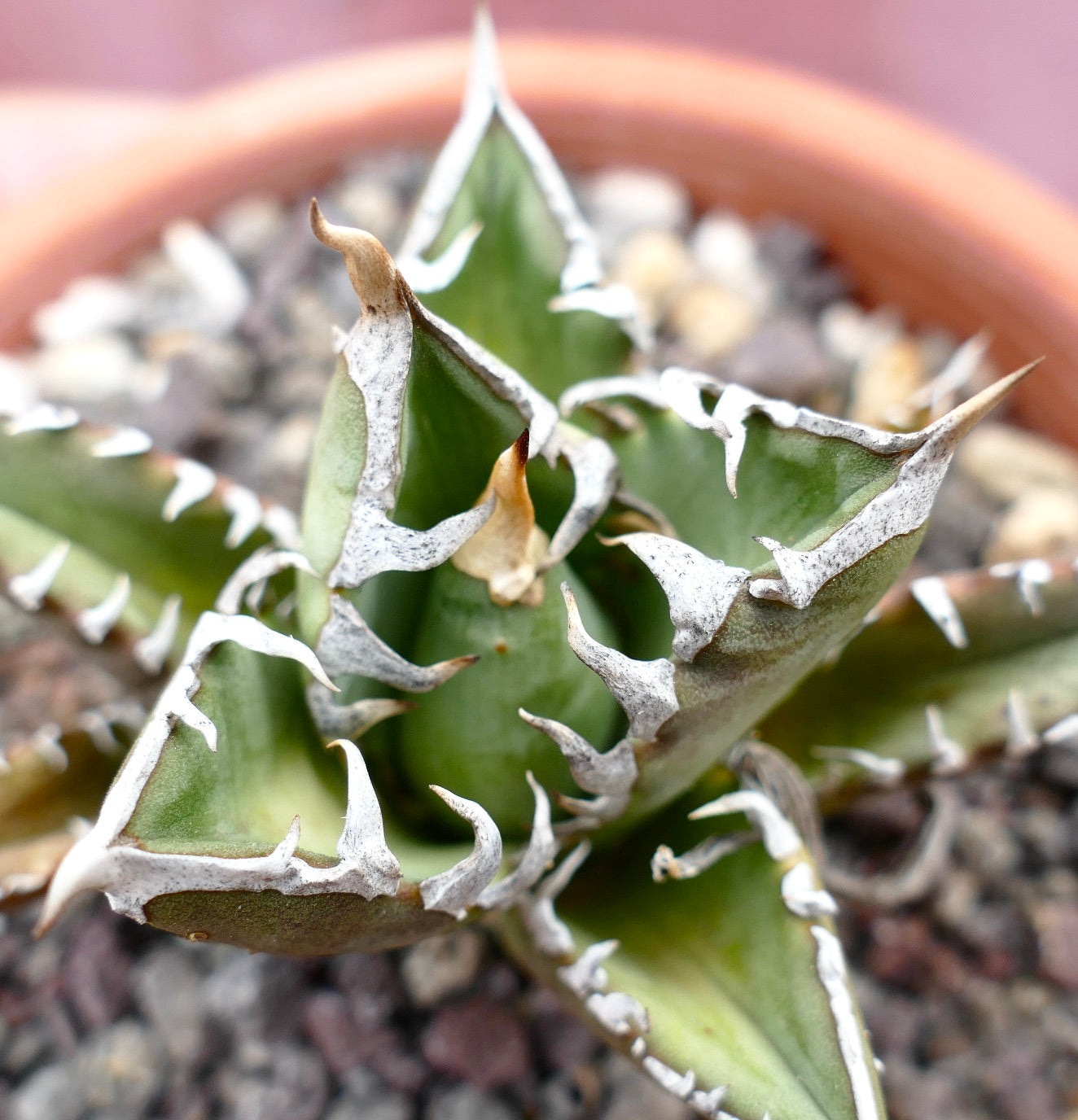 Agave titanota cv SHARK SHOUI x WATANABE (internal spines)