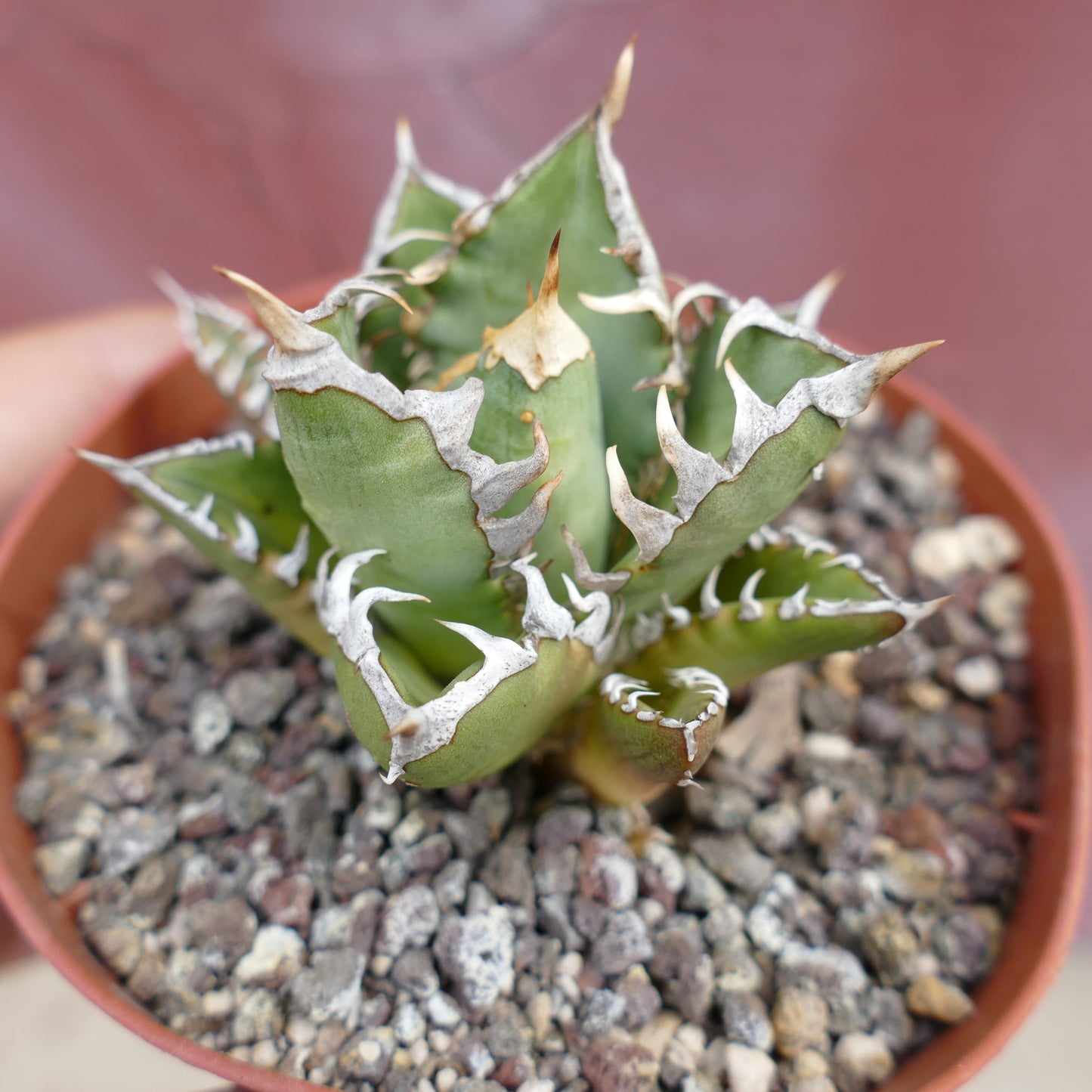 Agave titanota CV SHARK SHOUI x WATANABE (internal spines)