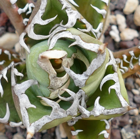 Agave titanota CV SHARK SHOUI x WATANABE (internal spines)