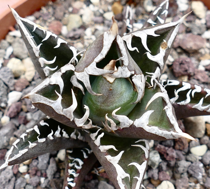 Agave titanota cv TIGER SHARK x REDCAT