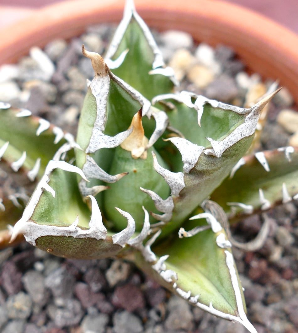 Agave titanota cv SHARK SHOUI x WATANABE (internal spines)