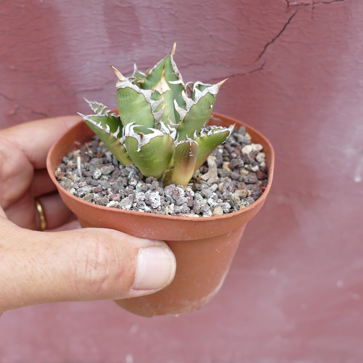 Agave titanota CV SHARK SHOUI x WATANABE (internal spines)