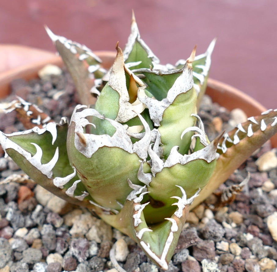 Agave titanota CV SHARK SHOUI x WATANABE (internal spines)