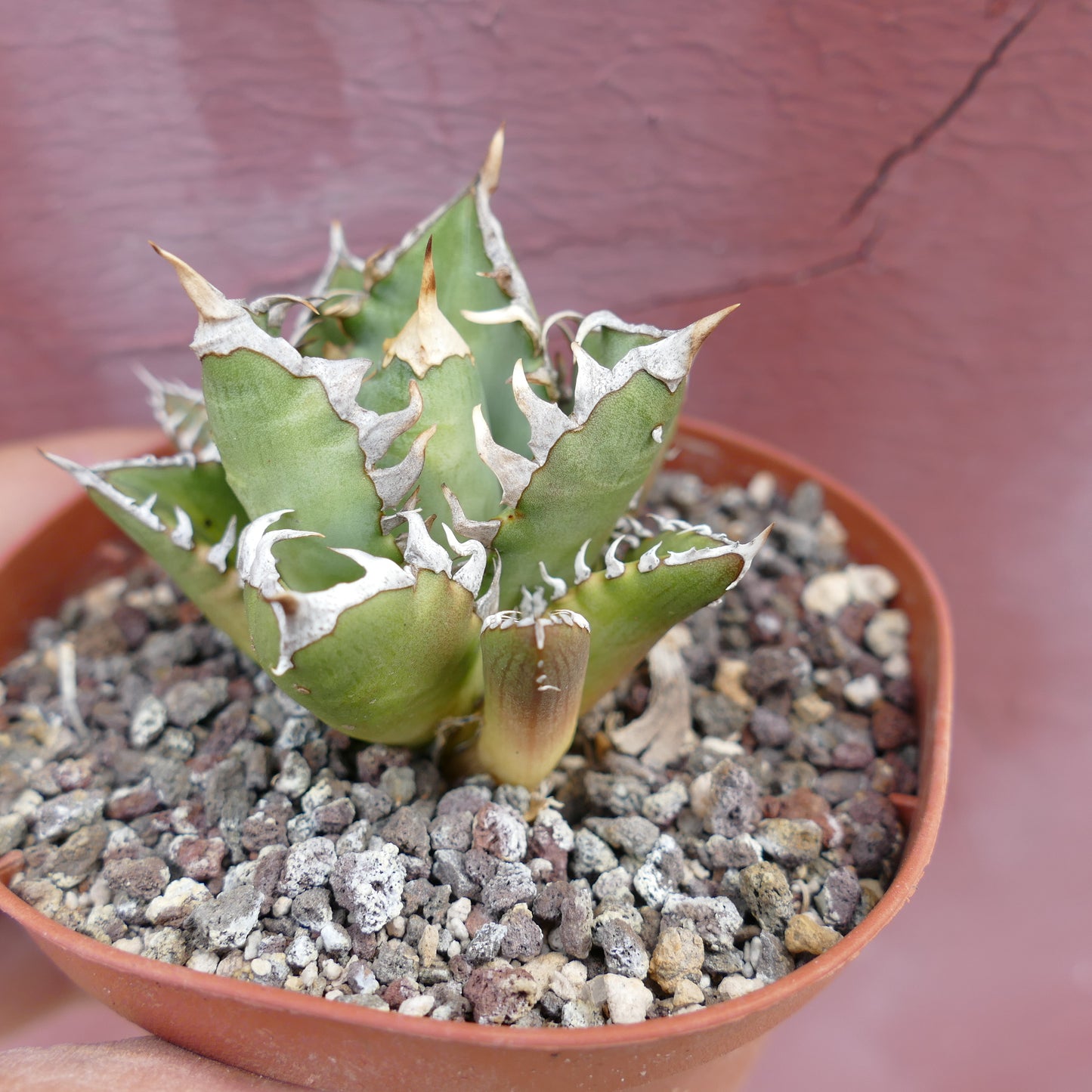 Agave titanota CV SHARK SHOUI x WATANABE (internal spines)