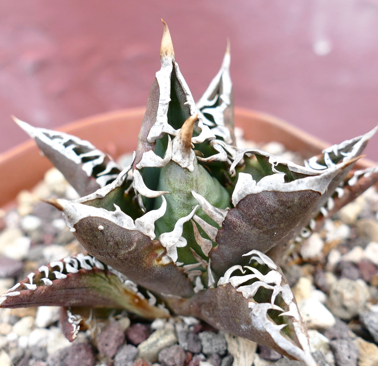 Agave titanota cv TIGER JUNGLE (ex Netherlands market)