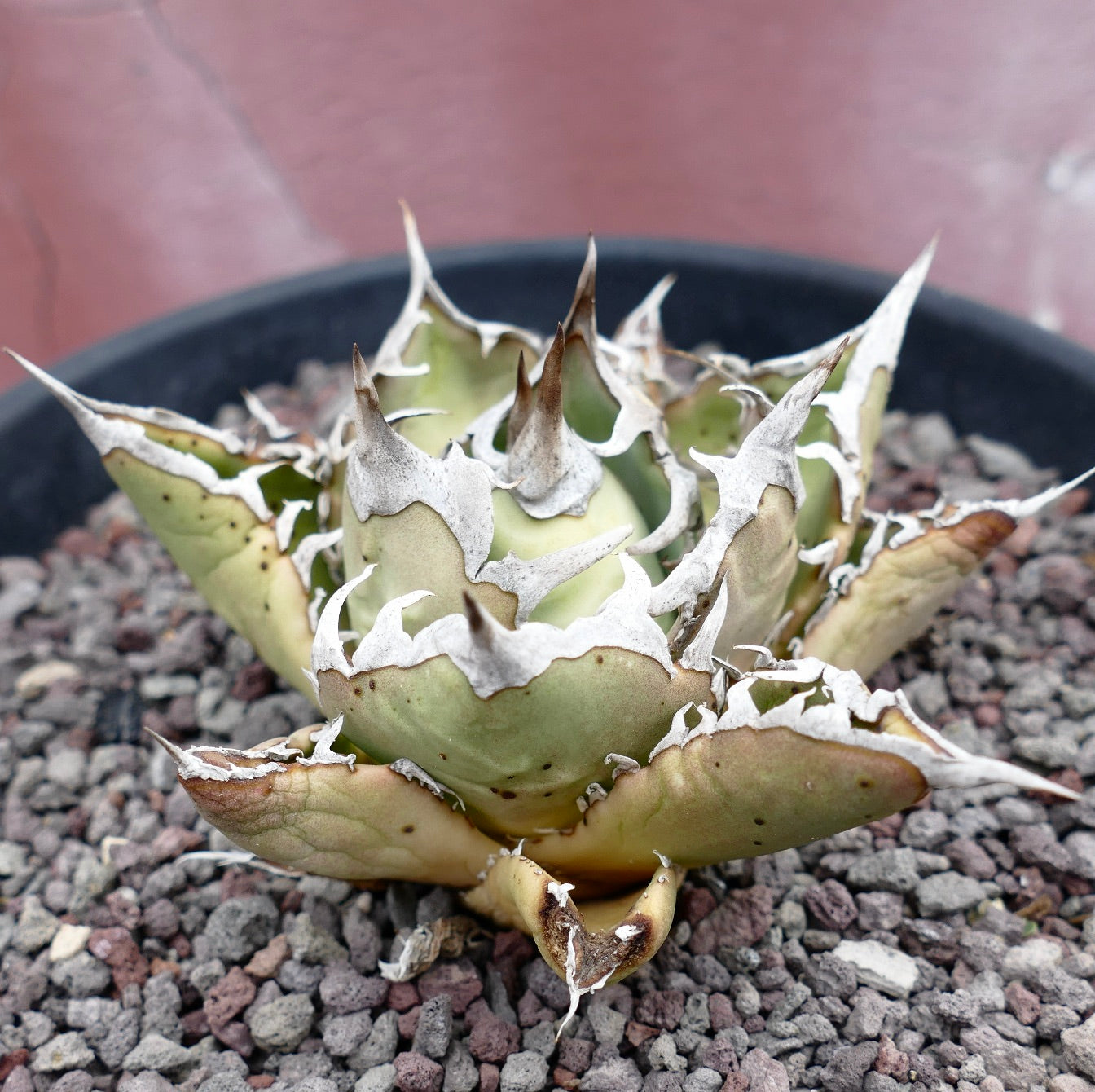 Agave titanota cv SAD clone Cole