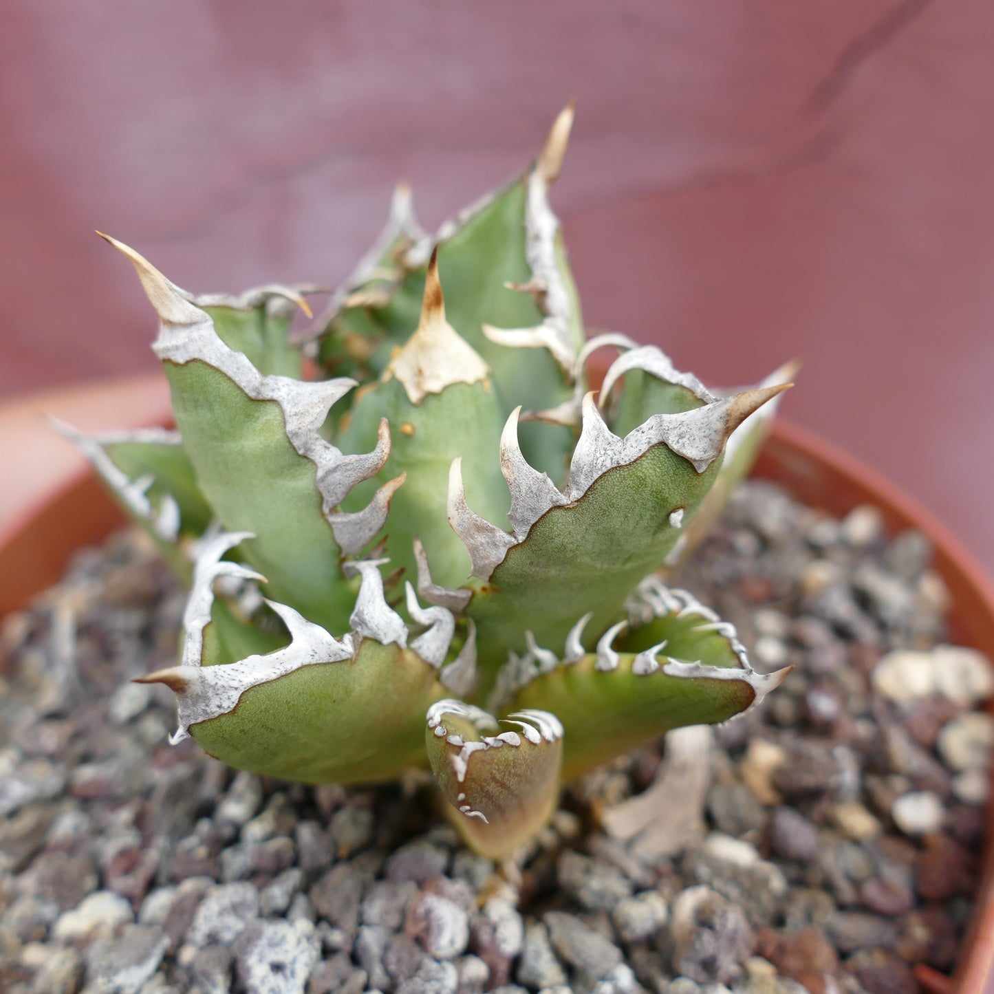 Agave titanota CV SHARK SHOUI x WATANABE (internal spines)