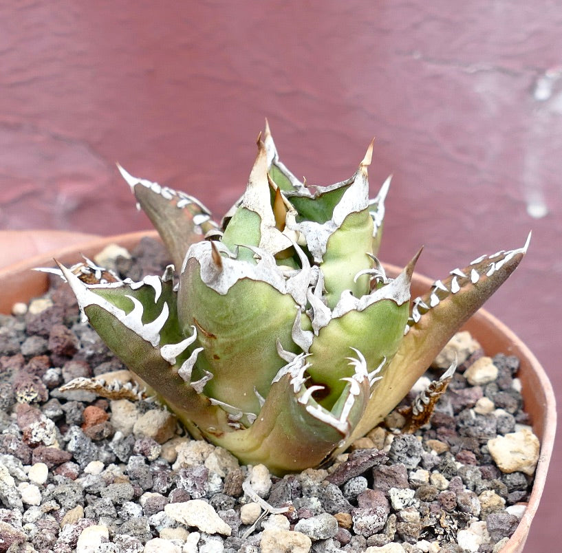 Agave titanota CV SHARK SHOUI x WATANABE (internal spines)