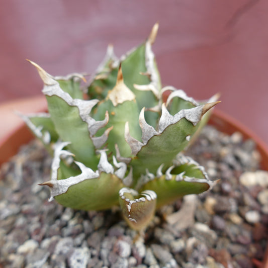 Agave titanota CV SHARK SHOUI x WATANABE (internal spines)