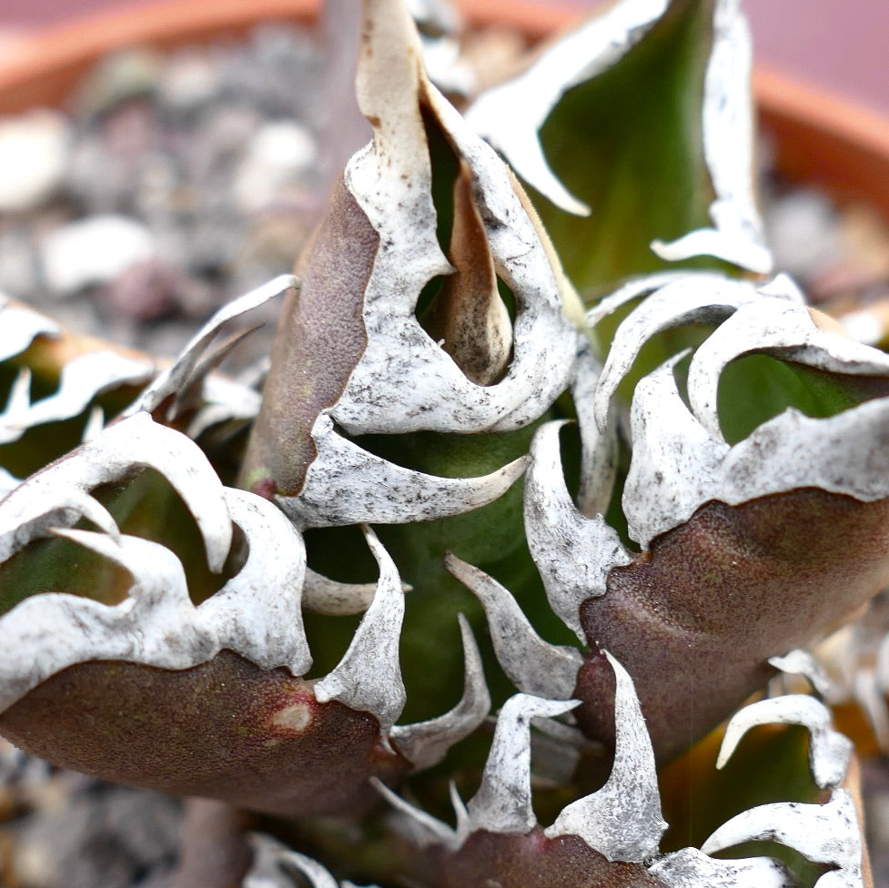 Agave titanota cv TIGER JUNGLE (ex Netherlands market)