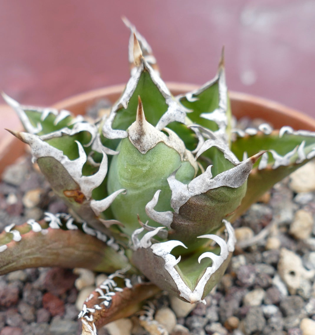 Agave titanota CV SHARK SHOUI x WATANABE (internal spines)