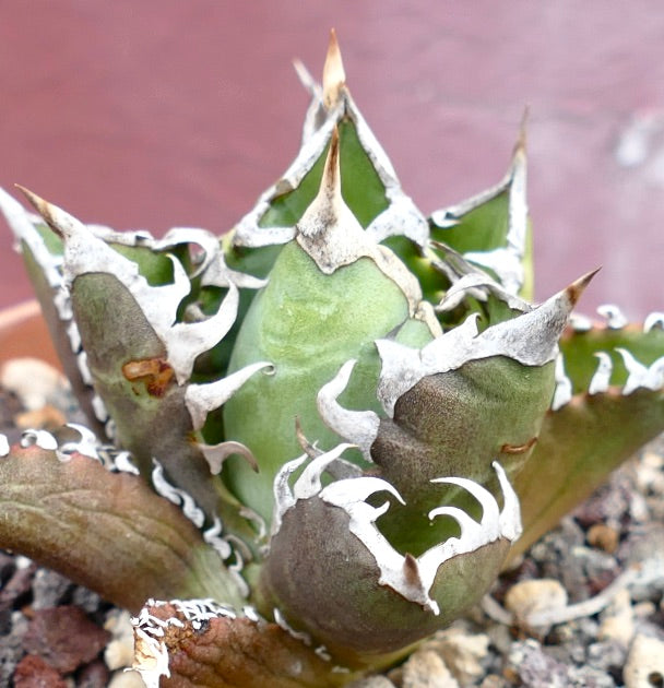 Agave titanota CV SHARK SHOUI x WATANABE (internal spines)