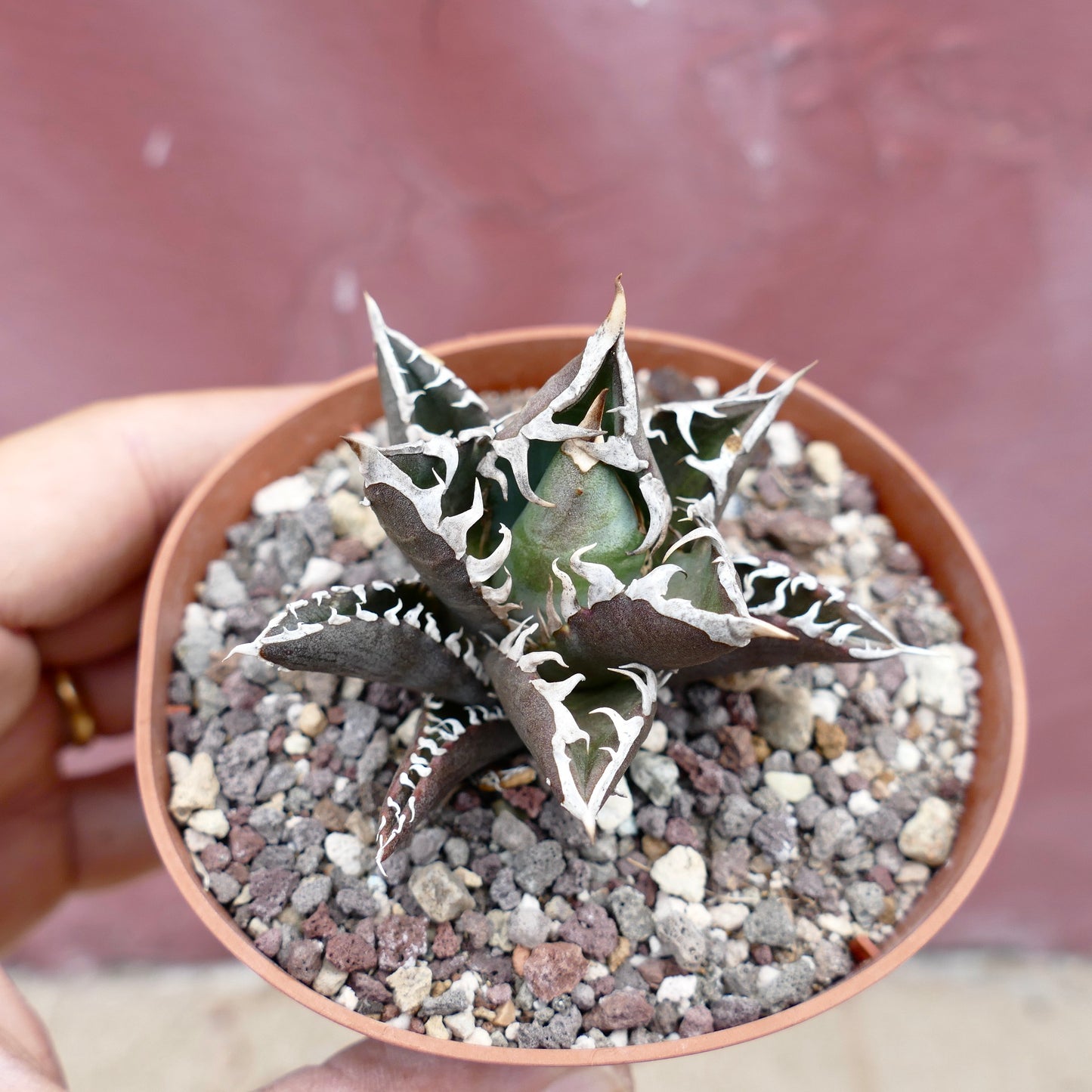 Agave titanota cv TIGER SHARK x REDCAT