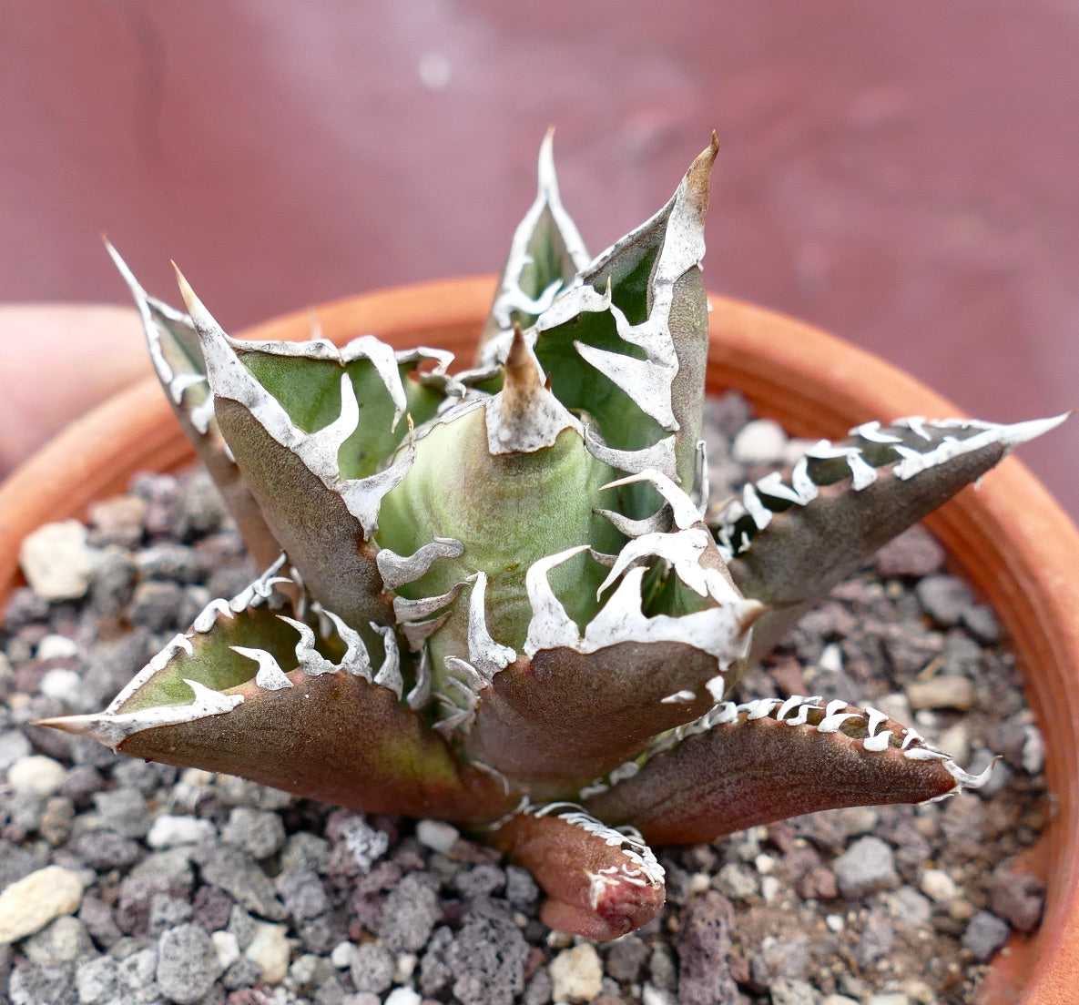 Agave titanota cv TIGER JUNGLE X SHARK SHOUI