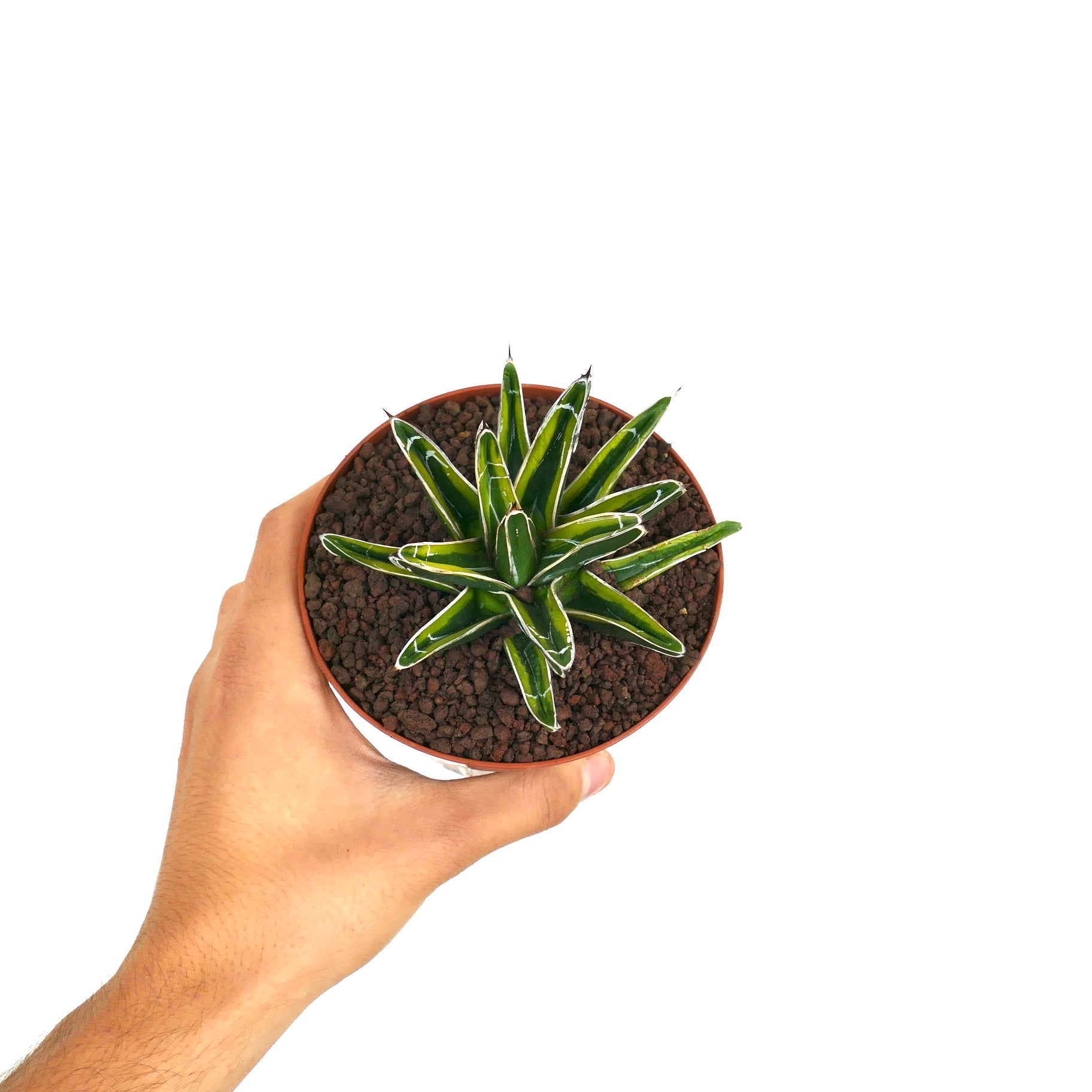 Agave victoriae-reginae 「special」 235 Agave victoriae-reginae