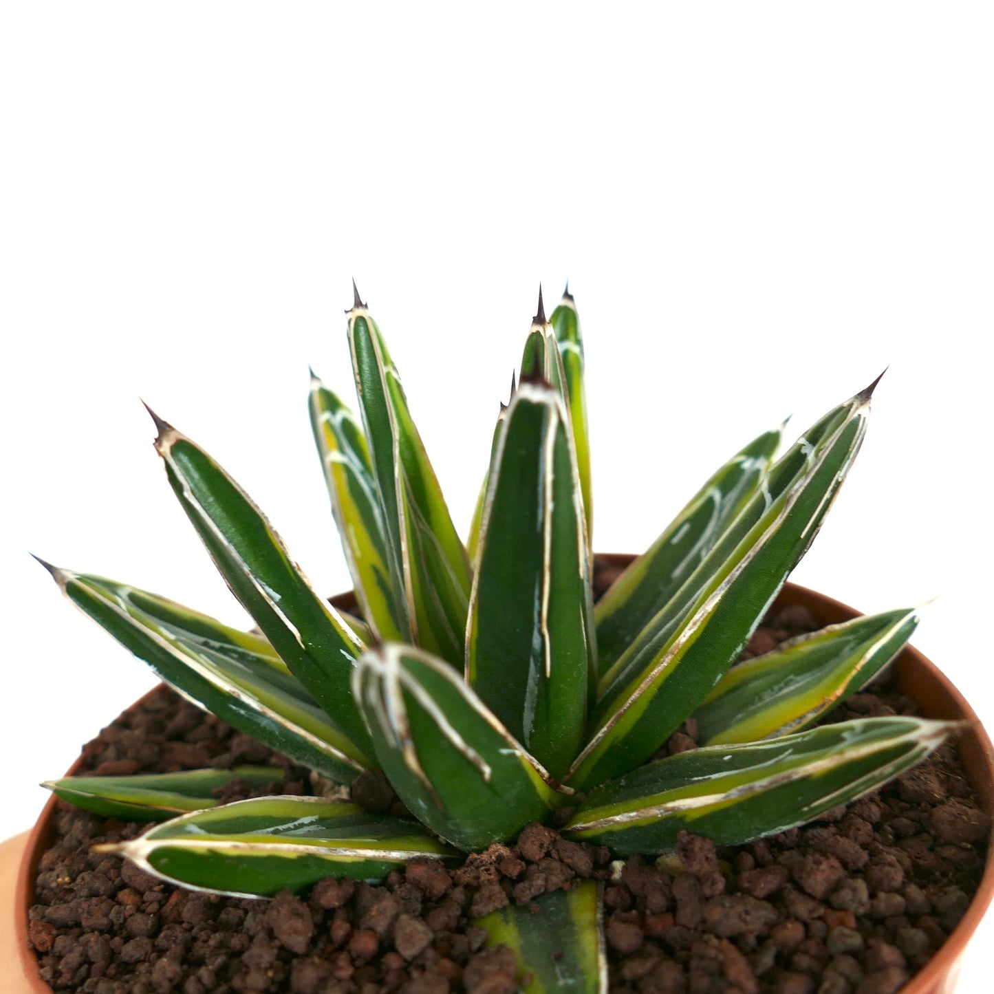 Agave victoriae-reginae 'SUN POWER'