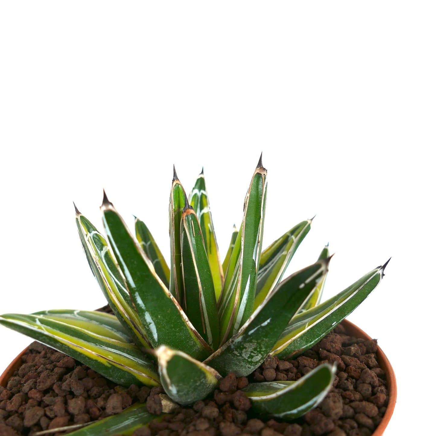 Agave victoriae-reginae 'SUN POWER'