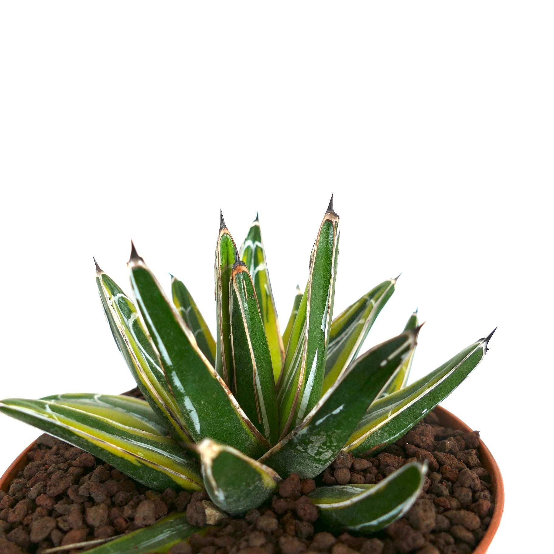 Agave victoriae-reginae 「special」 235 Agave Victoriae-Reginae 'SUN POWER' | Botanical Archive | Buy now