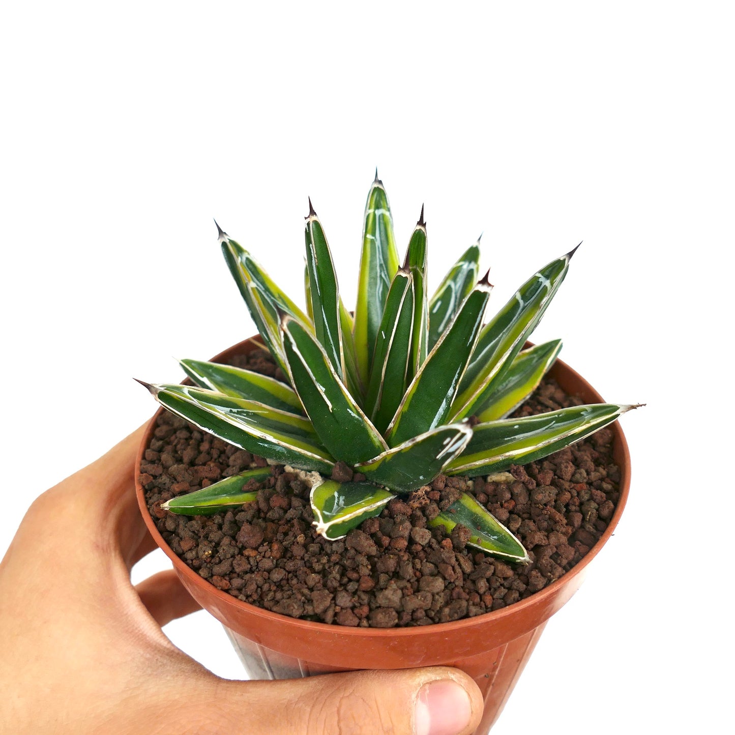 Agave victoriae-reginae 'SUN POWER'