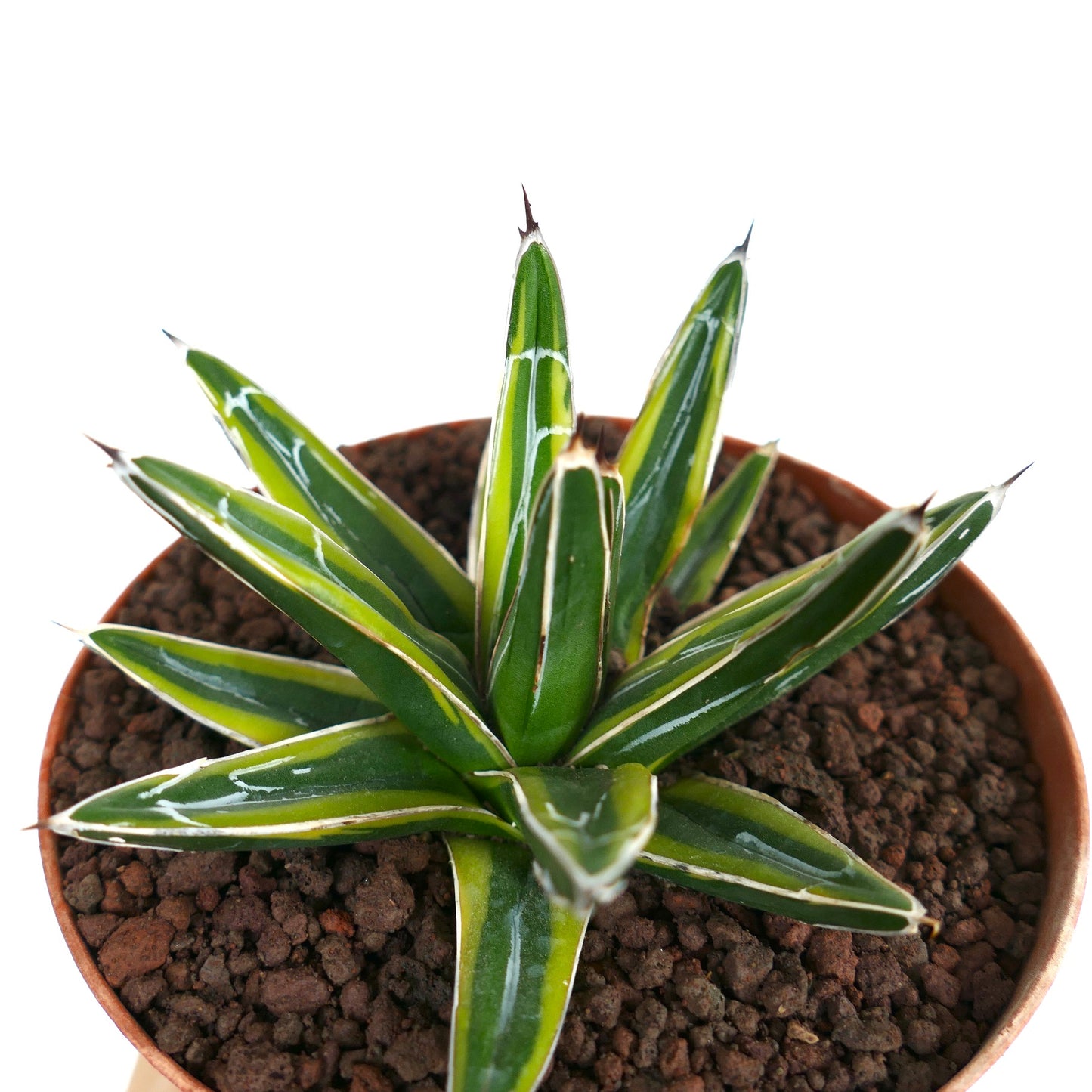 Agave victoriae-reginae 'SUN POWER'