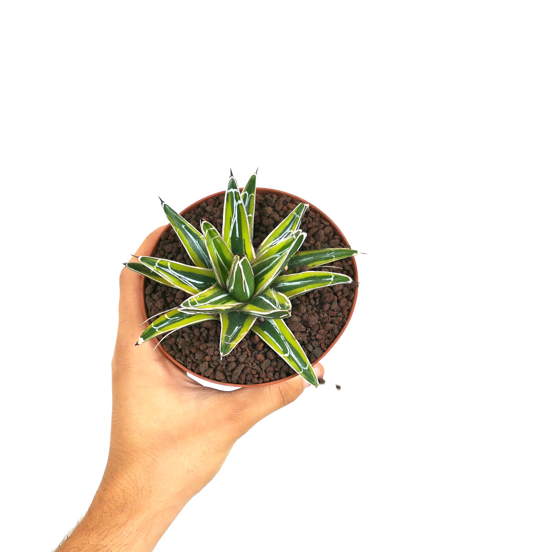 Agave Victoriae-Reginae 'SUN POWER' | Botanical Archive | Buy now