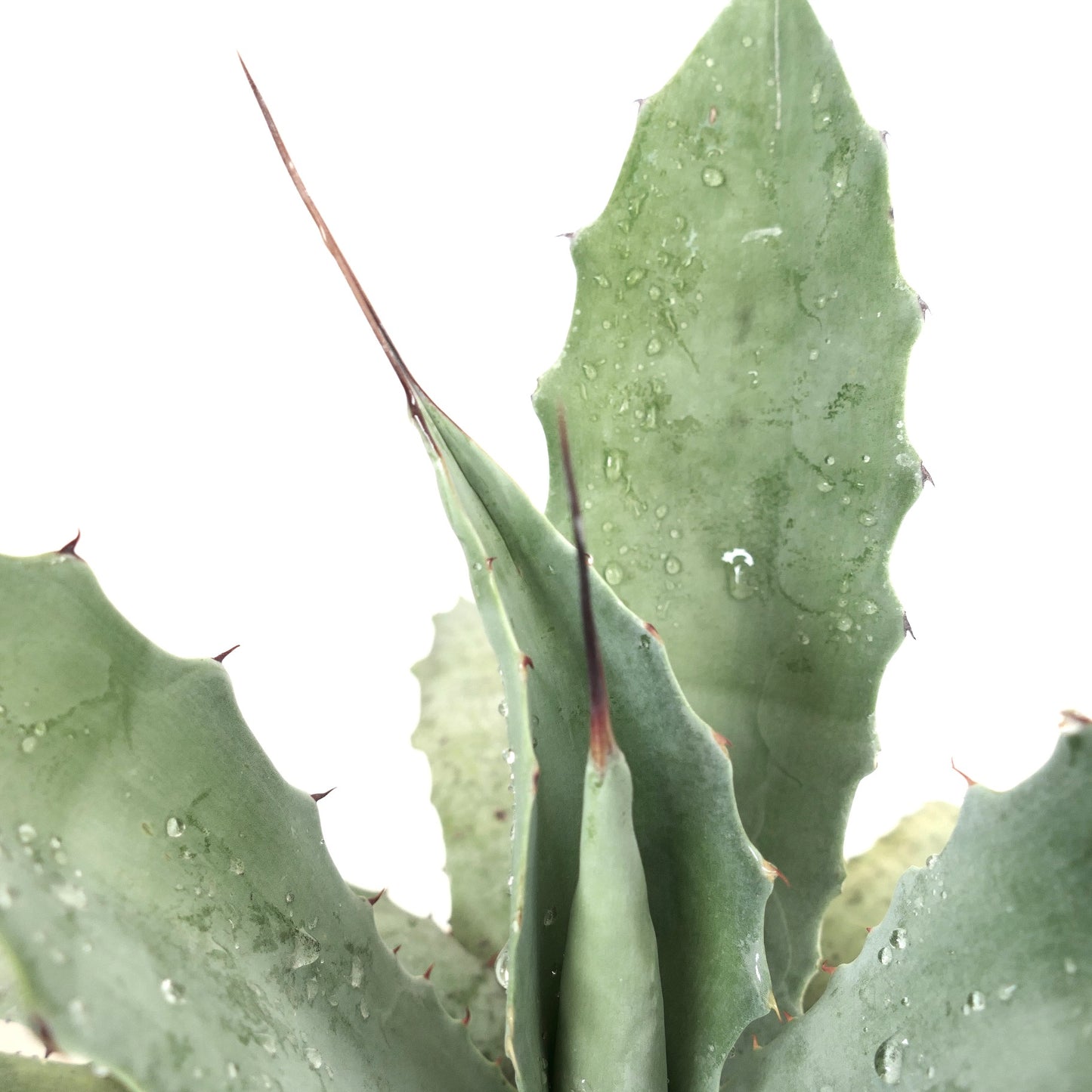 Agave weberi X Agave utahensis var. eborispina