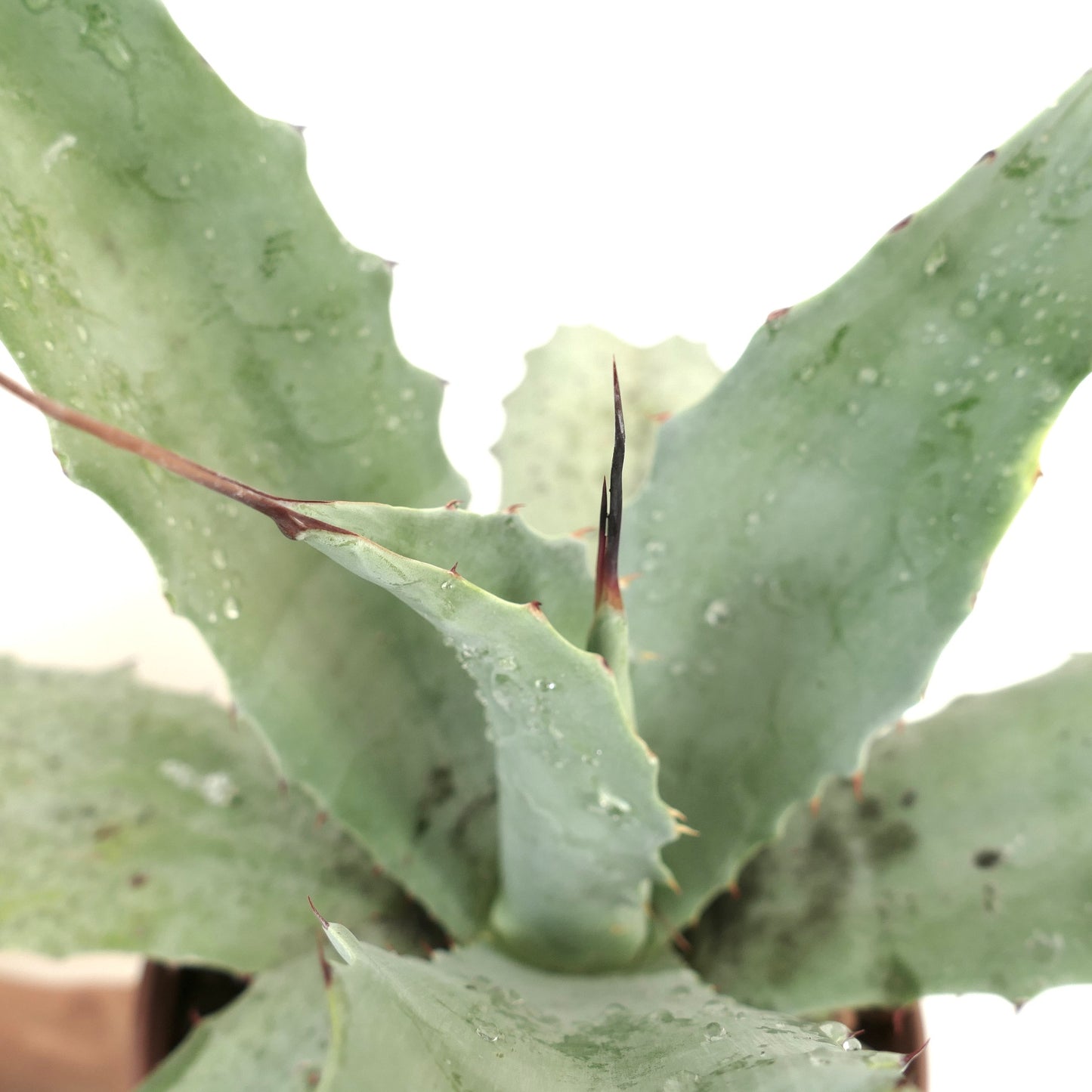 Agave weberi X Agave utahensis var. eborispina