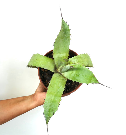 Agave bovicornuta X Agave utahensis succulent with broad green leaves and prominent dark spines