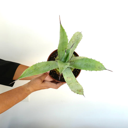 Agave cerulata X Agave americana sukkulent med lange spisse blader og skarpe torner i potte