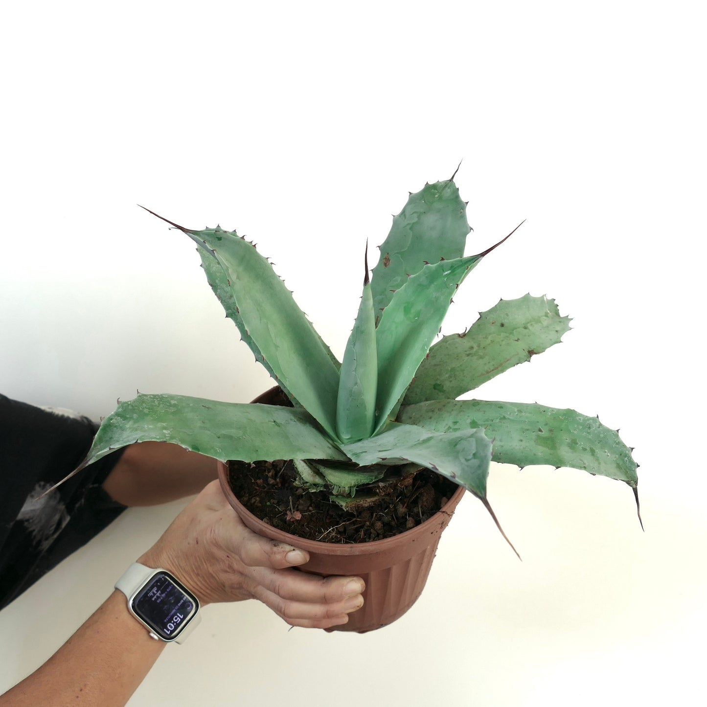 Agave eborispina X cerulata (blue-green)