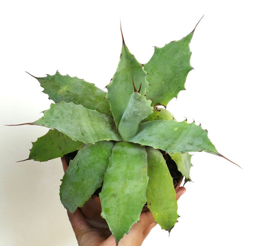 Agave duragensis X Agave ovatifolia succulent with broad green leaves and sharp spines in pot