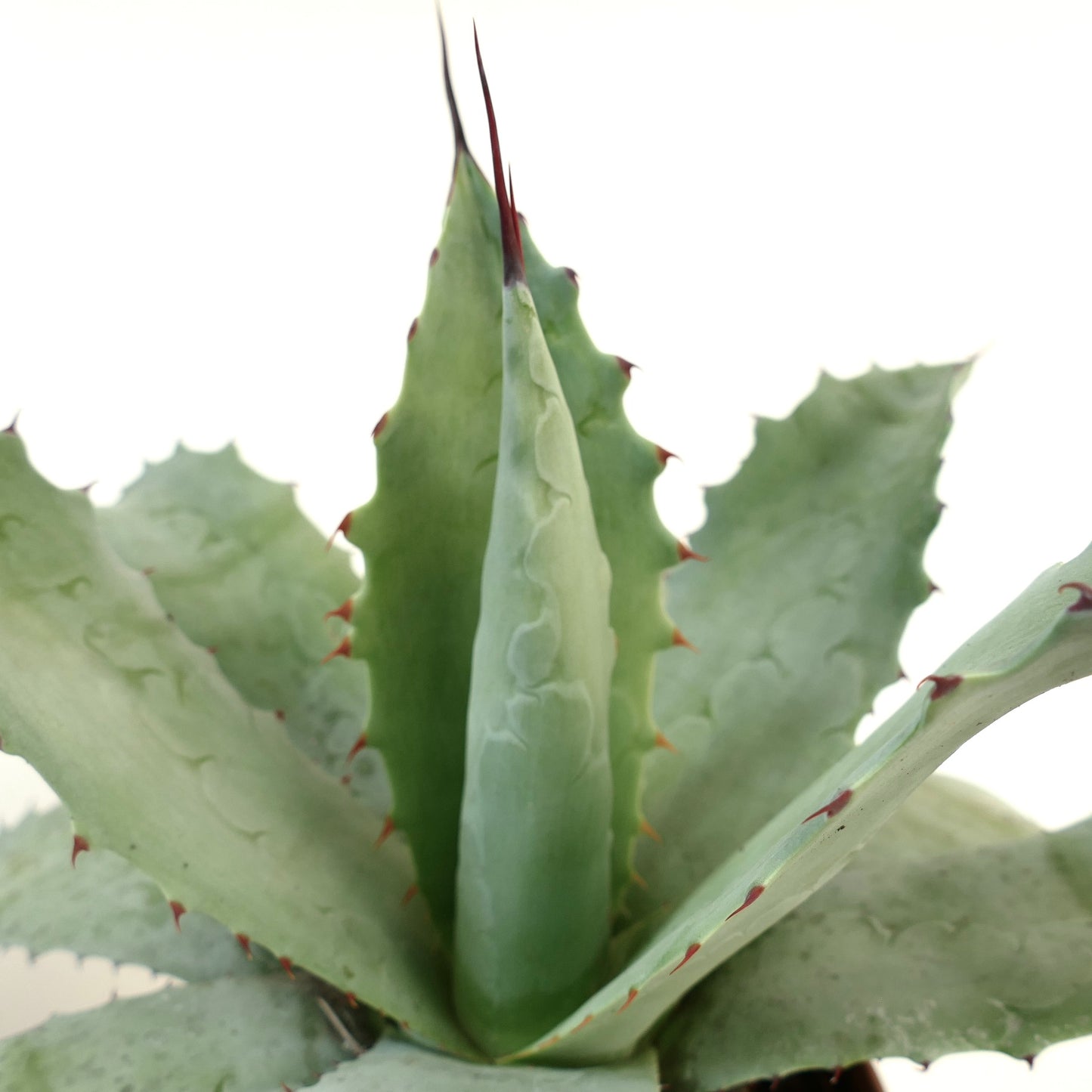 Agave ovatifolia X Agave asperrima subsp. potosiensis X Agave eborispina