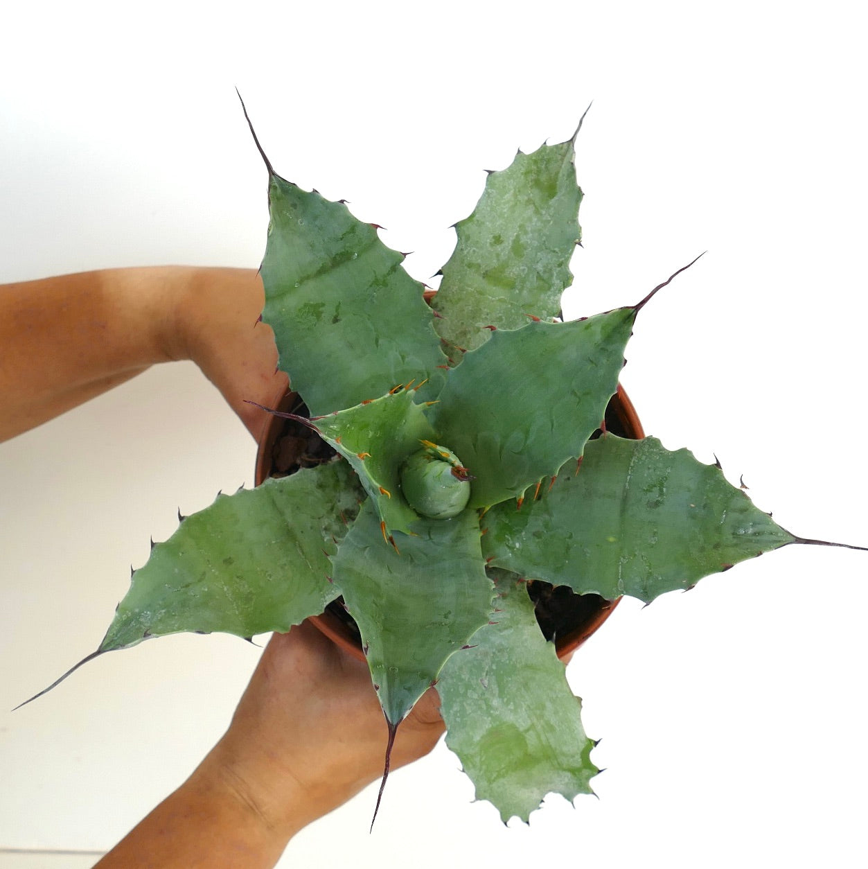 Agave salmiana X Agave ovatifolia X Agave parrasana succulent plant with thick green leaves and sharp spines