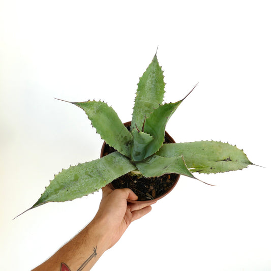 Agave parrasana X Agave bovicornuta succulent with broad spiny green leaves in pot