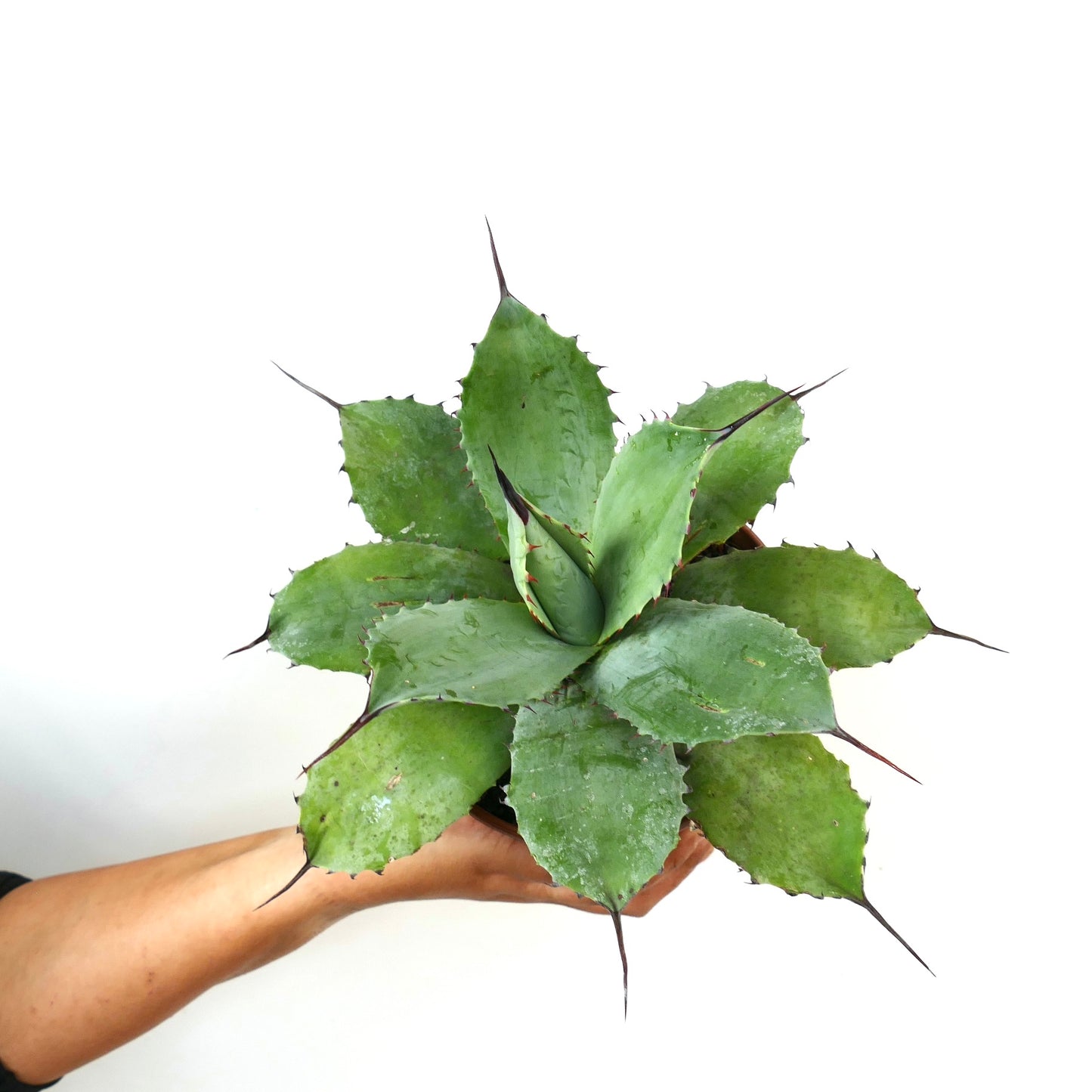 Agave parryi X Agave parryi truncata succulent avec de larges feuilles vertes et des épines sombres acérées