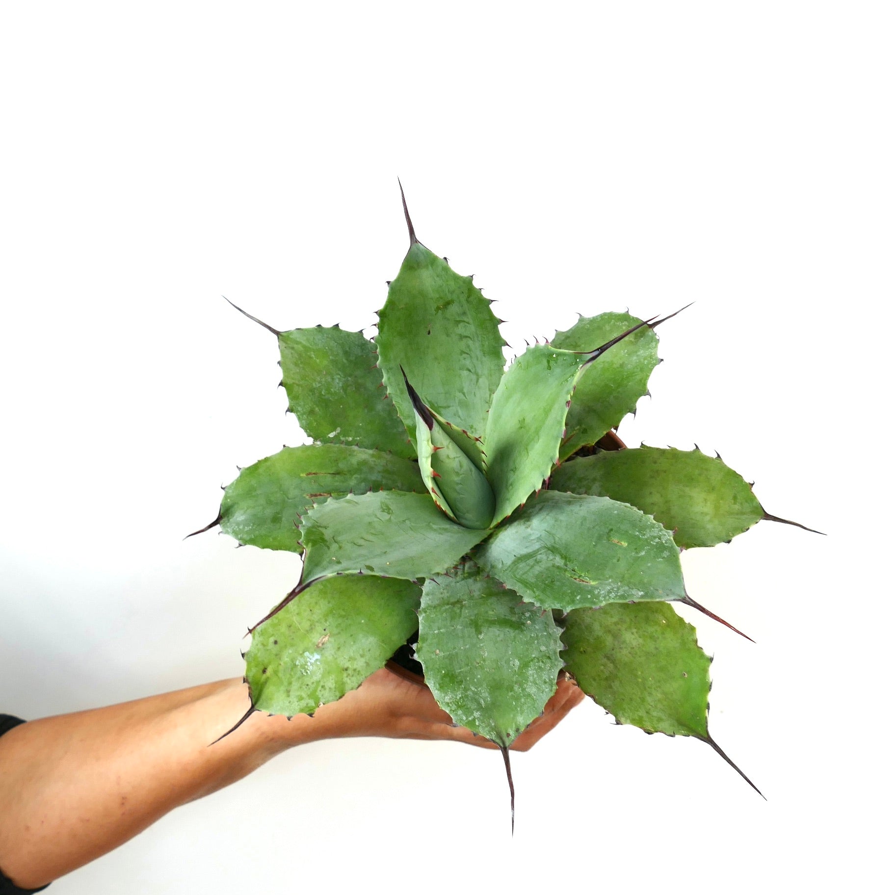 Agave parryi X Agave parryi truncata succulent avec de larges feuilles vertes et des épines sombres acérées