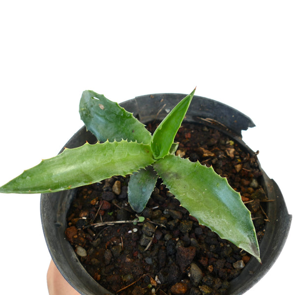 アガベ・デシピエンス X アメリカーナ | botanicalarchive.com