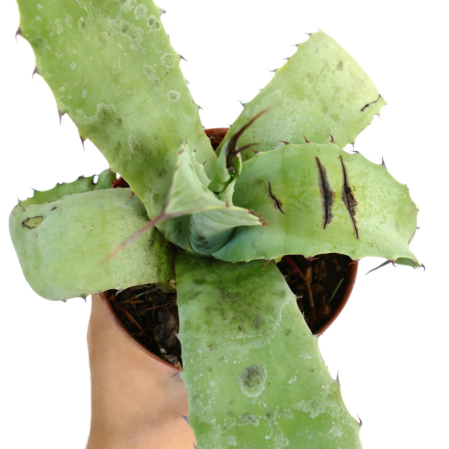 Agave parrasana X bovicornuta X eborispina succulent with broad green leaves and prominent brown spines