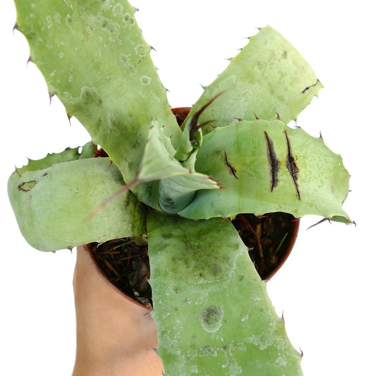 Agave parrasana X bovicornuta X eborispina succulent with broad green leaves and prominent brown spines