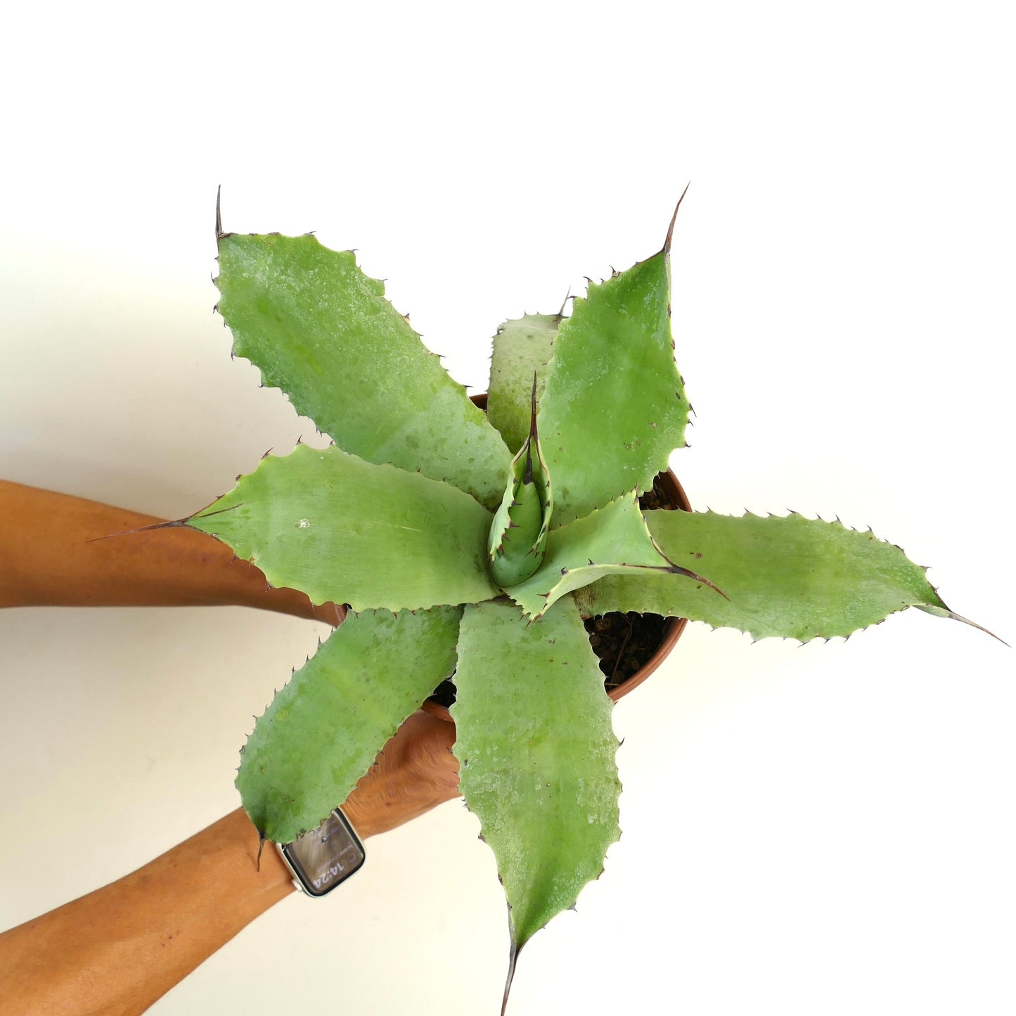 Agave celsii X Agave bovicornuta (light green)