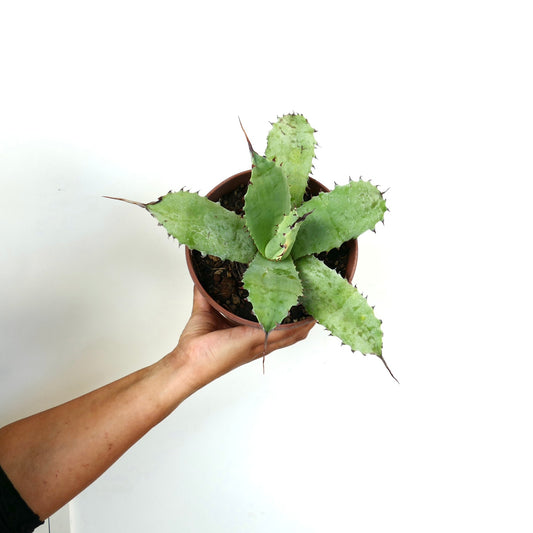 Agave potatorum cv BECKY X Agave utahensis succulent with broad spiny green leaves in pot