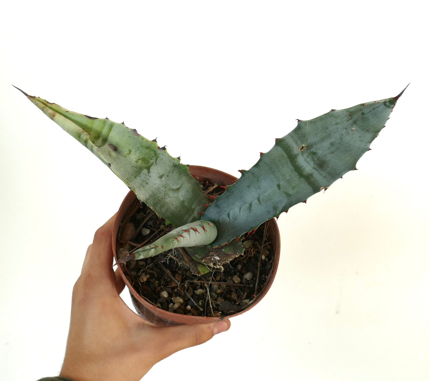 Agave marmorata