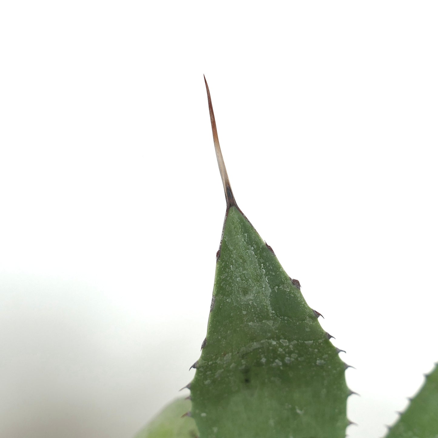 Agave ovatifolia X Agave parrasana succulent leaf with sharp brown spine and textured green surface