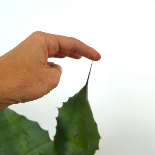 Agave ovatifolia X Agave vizcainoensis Sukkulente mit dicken grünen Blättern und langer terminaler Stachel