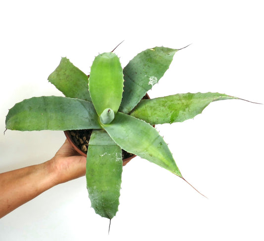 Agave weberi X Agave ovatifolia LONG FINAL SPINES