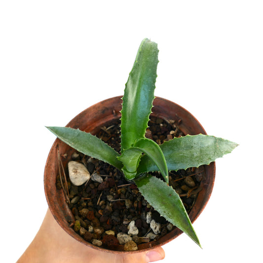 Agave decipiens X Agave americana succulent with thick green leaves and small spines in pot